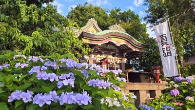 2025年6月12日　川越で紫陽花巡り　川越八幡神社～東照宮～喜多院～中院～メトロポリタン花むさし