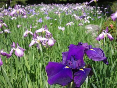平安神宮の花菖蒲、杜若、睡蓮などがきれいでした。