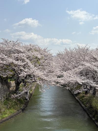 京都伏見、春の散歩と飲み歩き