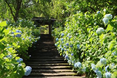 北鎌倉の明月院と横浜イングリッシュガーデンのあじさいを見にへ行ってきました
