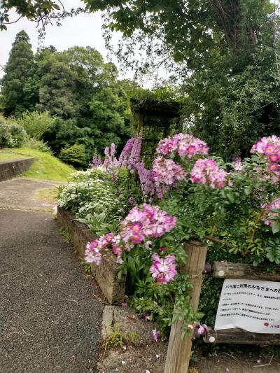 佐倉草ぶえの丘　バラ園に行きました