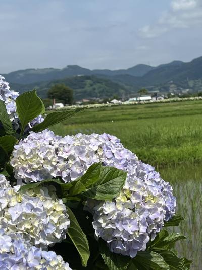 開成あじさい祭りと小田原ミニ観光
