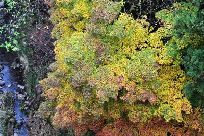 JR吾妻線と吾妻峡の今昔 2024秋～八ッ場ダム建設による変遷～（群馬）