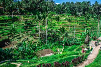 聖獣バロンと魔女ランダが闘う島、バリ島満喫7日間