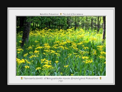◆若葉まぶしき初夏の猪苗代湖南部の花紀行