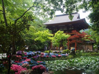 6月の奈良旅。1泊2日で紫陽花とカキ氷と棚田を楽しむ ① ~ 室生寺あぢさゐ回廊 ~