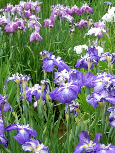 「　明治神宮御苑　”　すいせん　花菖蒲　”　さんぽ　」　2025