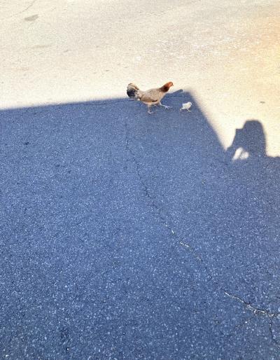 ほぼほぼ初心者のホノルル3日目