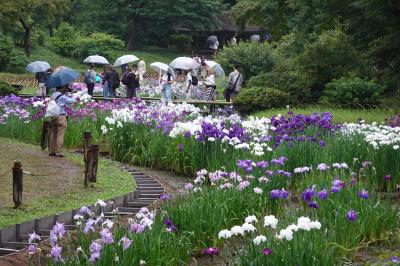 季節の花めぐり　6月　明治神宮御苑の菖蒲　Flower tour of the season
