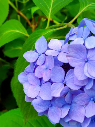 東京の小平・雨降りだしそうな空の下のあじさい公園
