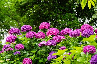 響山公園のアジサイ　2025