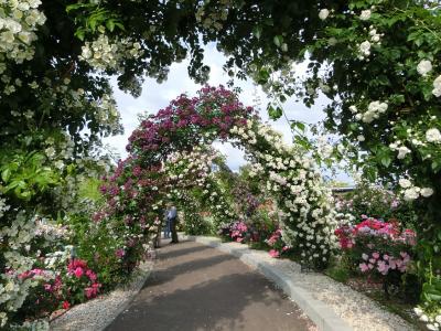 万博記念公園・平和のバラ園のフレグランス＆モダン＆ジャパニーズ＆ペレニアル・ローズガーデン＆ローズアーチで「春バラ」を楽しむ。（2025）