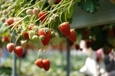 静岡（いちご狩り・駿河湾クルーズ）日帰りツアー（１）