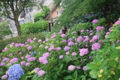 武蔵小山でかき氷&#127847; 多摩川台公園であじさい