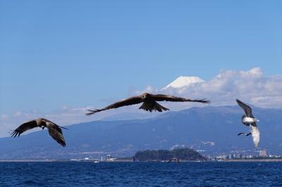 静岡（いちご狩り・駿河湾クルーズ）日帰りツアー（２）