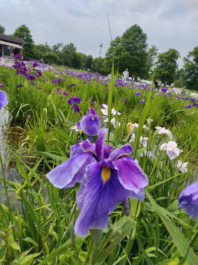 小岩菖蒲園、水元公園菖蒲園いってきました（´・ω・｀）