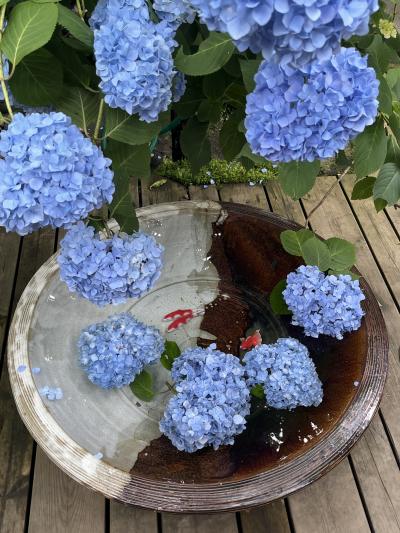 鎌倉のあじさい寺『明月院』を散策