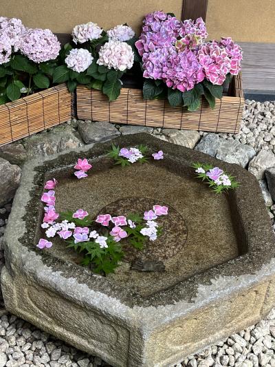 一条恵観山荘～報国寺へ紫陽花散策