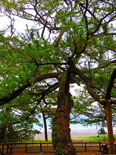 静岡22 清水b 三保松原 羽衣の松〈三代目〉 羽衣の碑 ☆駿河湾の波