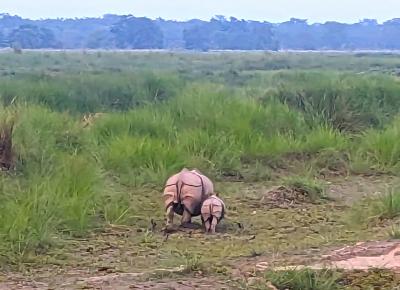 退職記念ネパール旅行４　チトワン国立公園