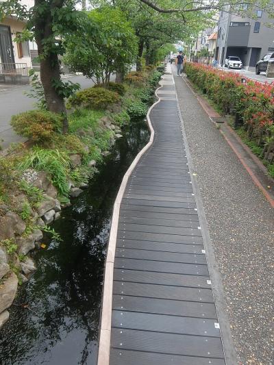 江川せせらぎ遊歩道（川崎市中原区）を散策 2025.6