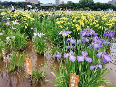 四つ木・北星鉛筆の見学と小岩菖蒲園散策