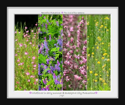 ◆福島・四季・彩々・Part126~立夏の候