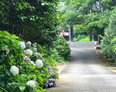 紫陽花2025--3. 千葉県佐倉市内の紫陽花
