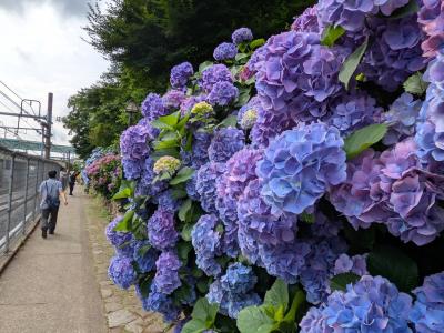 飛鳥山公園～六義園