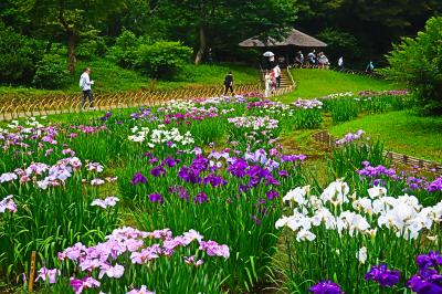 明治神宮 花菖蒲