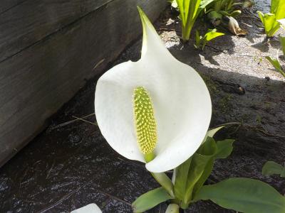 尾瀬で水芭蕉を楽しむハイキング旅行でした。