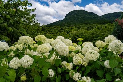 八面山あじさい園　2025