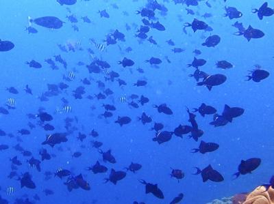 【タイさんの東南アジアの旅】バンダ諸島、ハッタ島 2日目。
