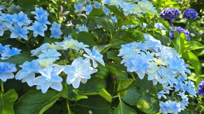 2025年6月16日～山下公園と横浜イングリッシュガーデン300種類の紫陽花　ザ・ゲートホテル横浜泊