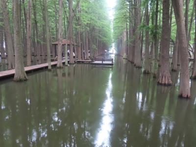 2025年 二度目の中国出張 (5) 興化市 李中水上森林公園