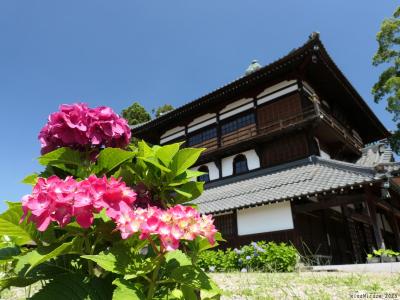 「曹源寺（さざえ堂）」のアジサイ_2025_咲き始めてますが、花は少ないようです（太田市）