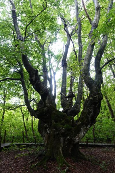 トク旅マイルで庄内・秋田♪従妹のお見舞いを兼ねて〈中島台・獅子ヶ鼻湿原～秋田空港〉