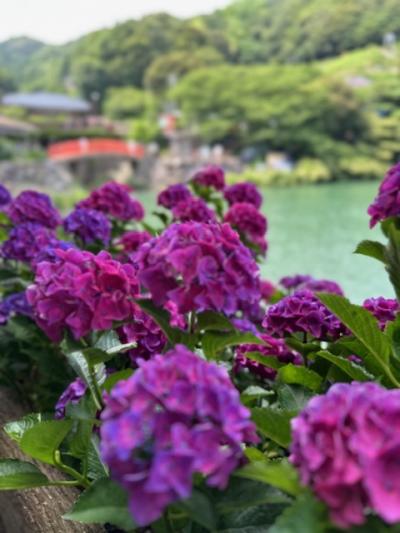 蒲郡　形原温泉　アジサイの里へ　プチトリップ