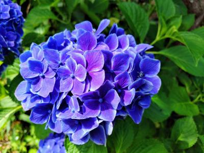 2025 初夏の花見 定林寺の紫陽花と磊庭、山ノ頭蓮園、鹿央古代の森蓮園