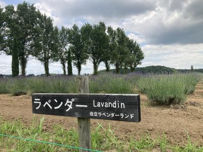 久し振りに佐倉ラベンダーランドと千葉県佐倉市の英雄である長嶋茂雄さんの痕跡を探しに