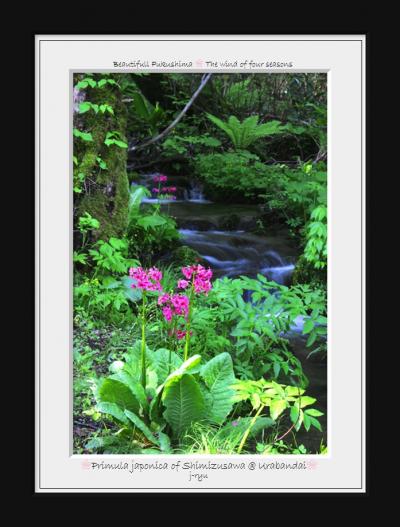 ◆クリンソウ咲く初夏の裏磐梯・湖水紀行