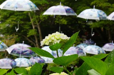 2025年梅雨の京都、涼を求めて西東　その２～楊谷寺のあじさいウィーク