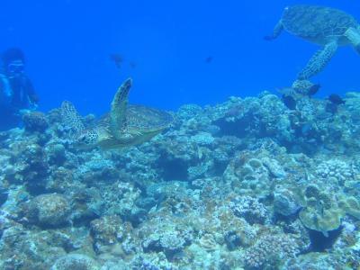初一人旅は沖縄へ！慶良間で潜ってリフレッシュするぜ！の旅(*'▽'*)