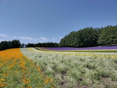 2025年6、7月　北海道　中富良野町　ファーム富田他