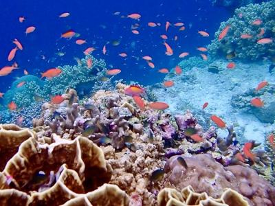【タイさんの東南アジアの旅】バンダ諸島、ハッタ島 3日目。