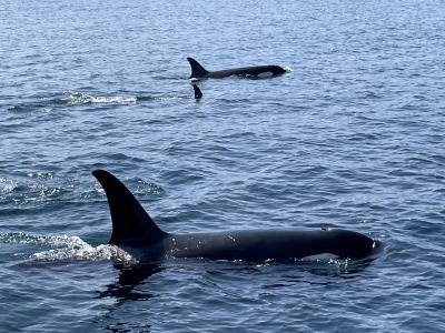 どこへ行っても麺が主食♪ 網走・知床の旅 2日目《ギャングとバイキング編》