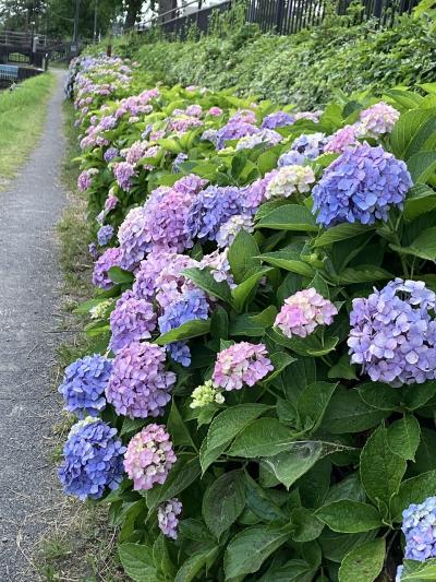 花菖蒲を見に行ってみました！