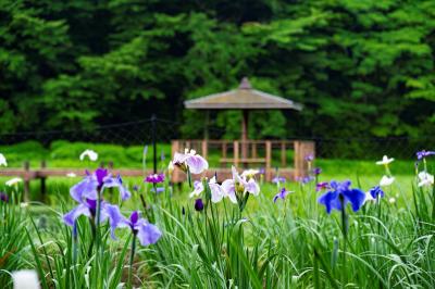 神楽女湖のハナショウブ　2025