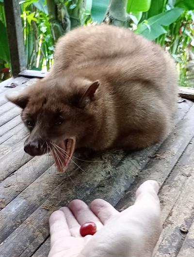 2025GW③バリ島ウブドでジャコウネコのウンチコーヒーをテイスティング! ジャングルリトリートBYクプクプバロン滞在記