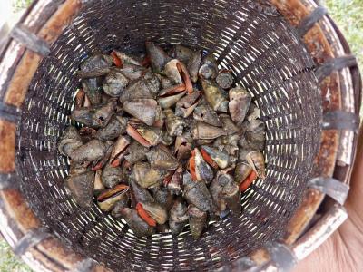 【タイさんの東南アジアの旅】島の人達と貝拾いをしました。バンダ諸島、ハッタ島8日目。